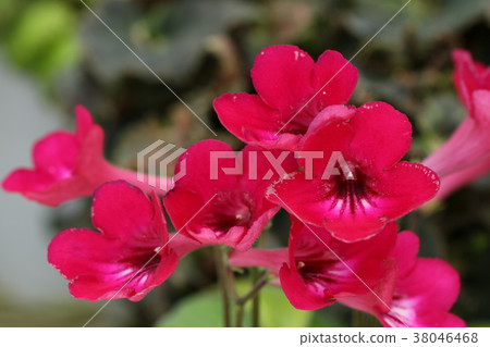 鏈黴菌車路徑 38046468