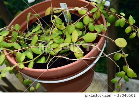 Esquinanthus gakiris potted plant 38046501