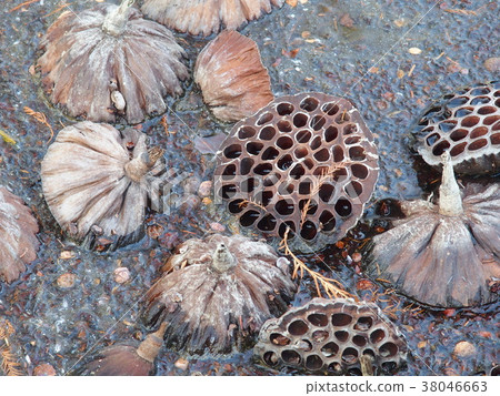 Frozen lotus fruit 38046663