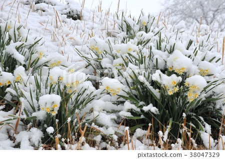 水仙在雪中盛開雪和水仙在水仙中的水仙在雪帽水仙中的水仙 38047329