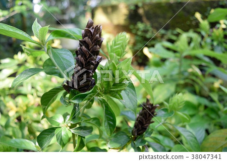 Barrelia oenoteroides棕色棺材 38047341