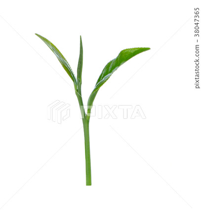 Green tea leaf isolated on white background Green tea leaf isolated on white background 38047365