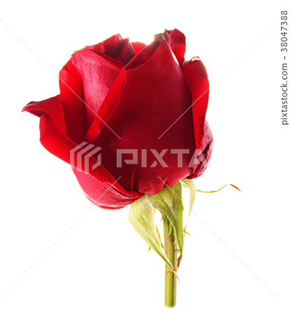 Red rose isolated on white background 38047388