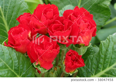 Primula. Polian. Claudia Primula. Polian. Claudia 38047458