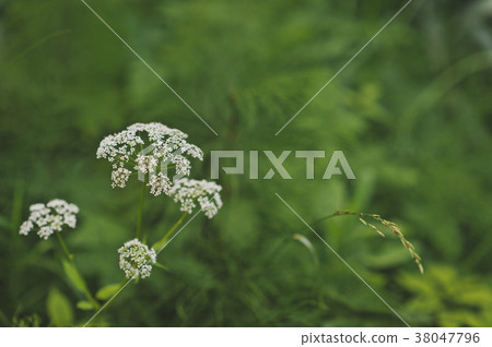 The fennel of the Umbelliferae plants 316. 38047796
