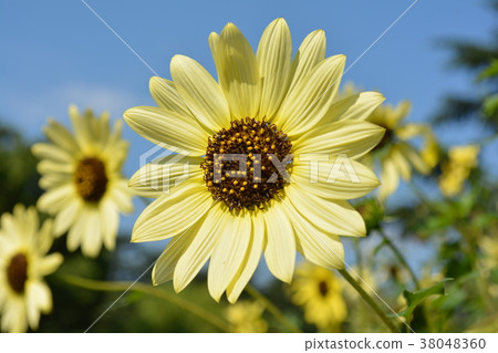 Sunflower (Italian White) 38048360