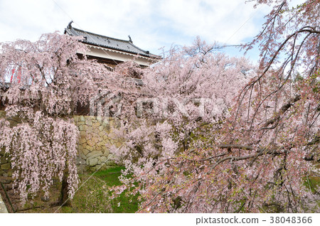 長野縣上田市上田城櫻花節盛開 38048366