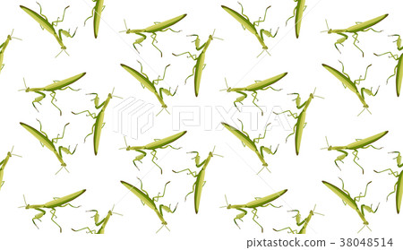 Vector seamless pattern of mantis Vector seamless pattern of mantis 38048514