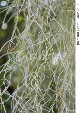 Sarogasemodo hair up Sarogasemodo hair up 38048627