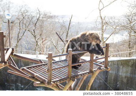 Hokkaido brown bear at Noboribetsu 38048655