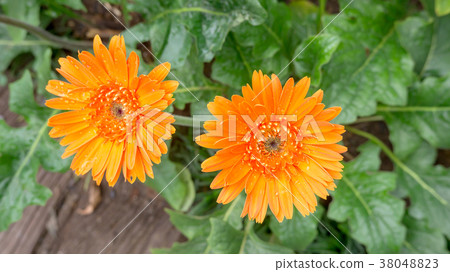Orange gerbera flower in the garden. Orange gerbera flower in the garden. 38048823