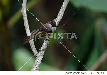 Ashy Bulbul perching on the branch Ashy Bulbul perching on the branch 38049181