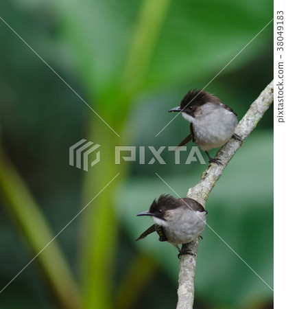 Ashy Bulbul perching on the branch Ashy Bulbul perching on the branch 38049183