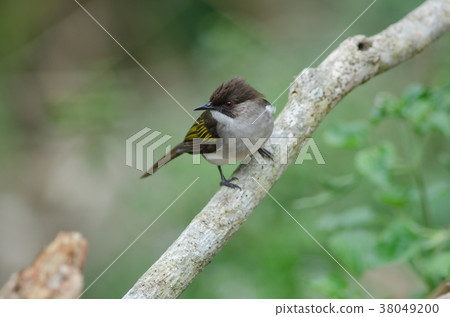 Ashy Bulbul perching on the branch Ashy Bulbul perching on the branch 38049200