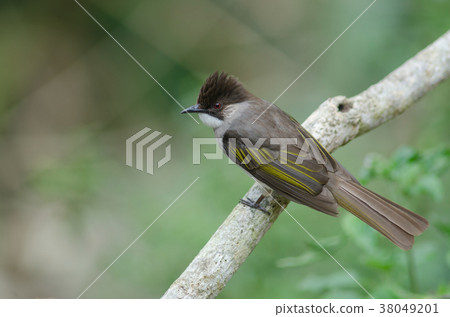 Ashy Bulbul perching on the branch Ashy Bulbul perching on the branch 38049201