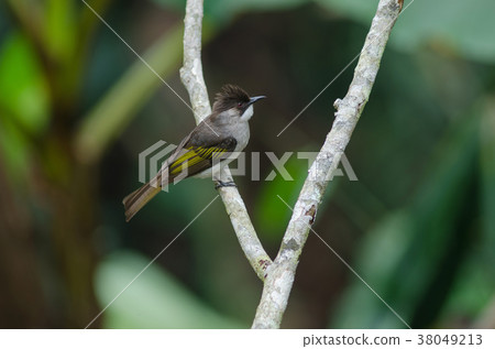 Ashy Bulbul perching on the branch 38049213