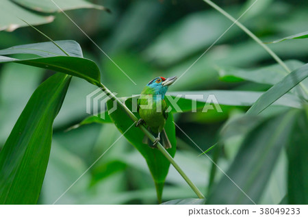 Blue-throated Barbet perching on tree Blue-throated Barbet perching on tree 38049233