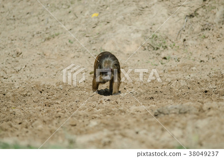 Stump-tailed macaque (Macaca arctoides) Stump-tailed macaque (Macaca arctoides) 38049237