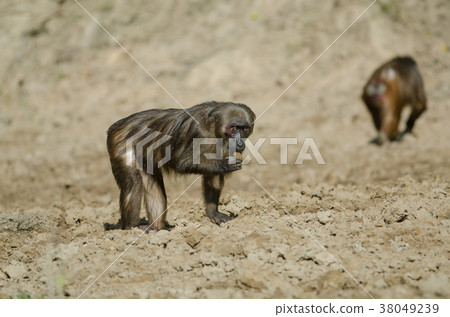 Stump-tailed macaque (Macaca arctoides) Stump-tailed macaque (Macaca arctoides) 38049239