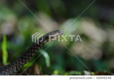 Checkered Keelback snake in forest 38049240