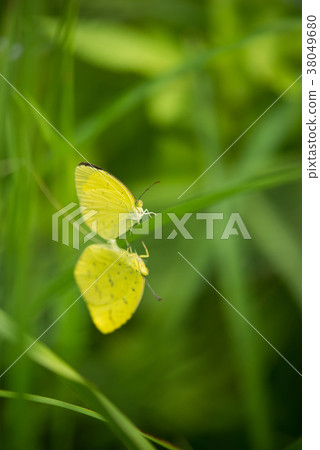 The tail of the squirrel The tail of the squirrel 38049680