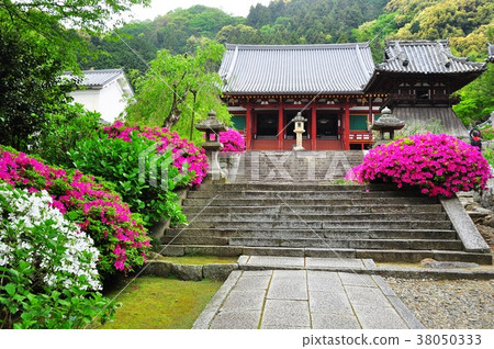 Kondo Temple (Yata-dera) main hall and full bloom azalea in Nara Prefecture 38050333