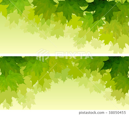 Horizontal wide banners of maple tree crown. 38050455