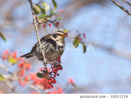 A thrush on a red fruit 38051159