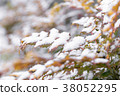 Snowy grass Snowy grass 38052295