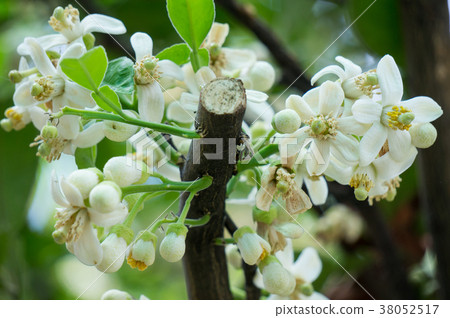 small baby flower of pomelo small baby flower of pomelo 38052517