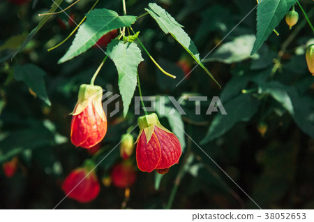 Flowering Maple, Abutilon Chinese Bell Flower Flowering Maple, Abutilon Chinese Bell Flower 38052653
