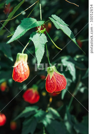 Flowering Maple, Abutilon Chinese Bell Flower Flowering Maple, Abutilon Chinese Bell Flower 38052654