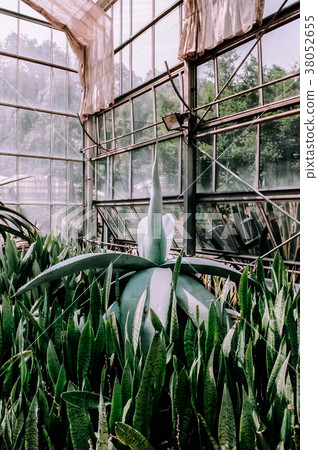 Agave and snake plant in glasshouse 38052655