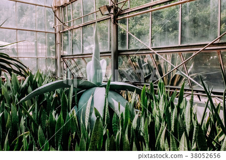 Agave and snake plant in glasshouse Agave and snake plant in glasshouse 38052656