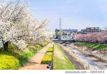 Cherry blossoms along the river 38053053