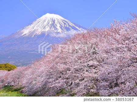 Cherry blossoms and Mt. Fuji-223261 Cherry blossoms and Mt. Fuji-223261 38053167