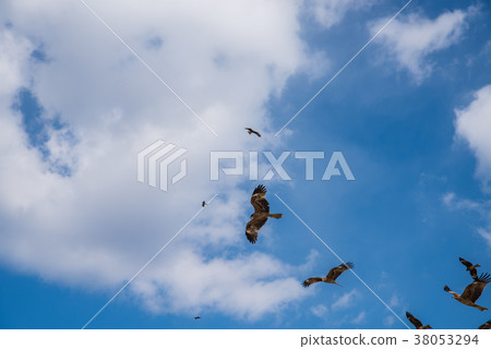 Flock of blue sky and Tonbi 38053294