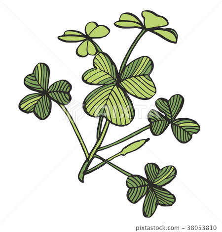 Green Clover vector set. Isolated wild plant and 38053810