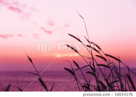 grass twilight sunset with sea view calm quiet 38054176