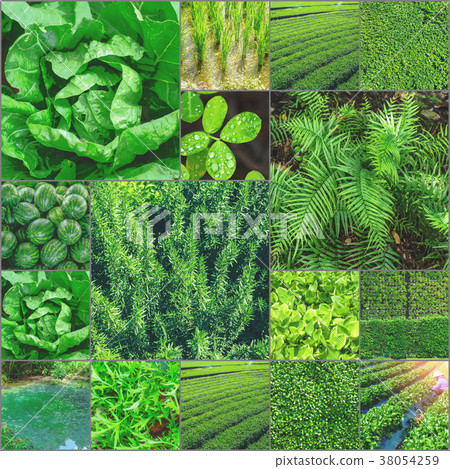 Collection of green photos collection Greenary 38054259