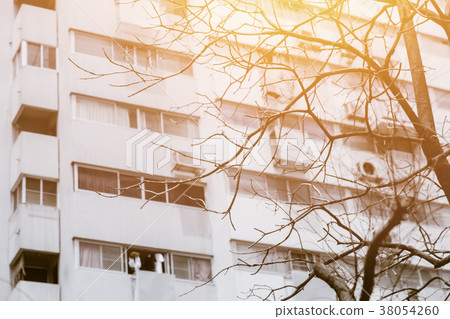 overheat hot weather die tree in urban pollution overheat hot weather die tree in urban pollution 38054260