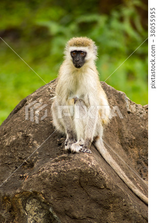 Vervet monkey sitting on a rock in the savannah Vervet monkey sitting on a rock in the savannah 38055955