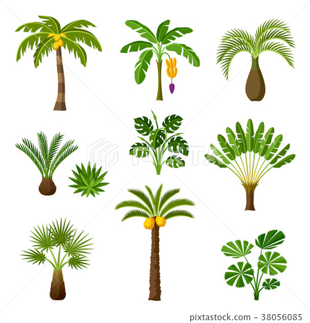 Tropical palm trees set. Exotic tropical plants 38056085