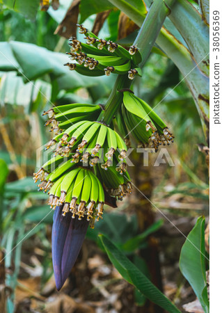 Banana fruits on the way a Paul valley on Santo 38056369