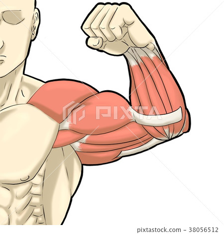插圖手臂肌肉 38056512