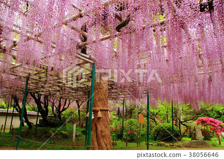 在住吉神社(明石町,明石町)盛開的野田富士 在住吉神社(明石町,明石町)盛開的野田富士 38056646