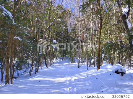 Aokigahara Jukai in the winter-27126 Aokigahara Jukai in the winter-27126 38056762