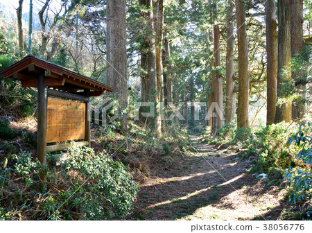 Hakone Old Highway Suginami Tree-27 140 38056776