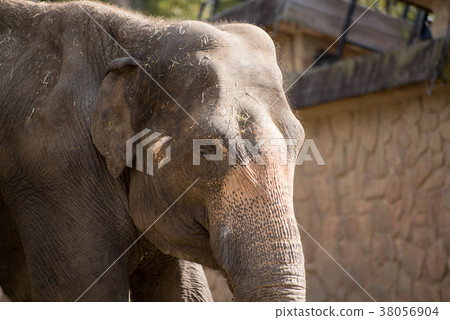 Asian elephant Asian elephant 38056904
