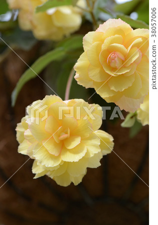 Enjoy begonia 38057006
